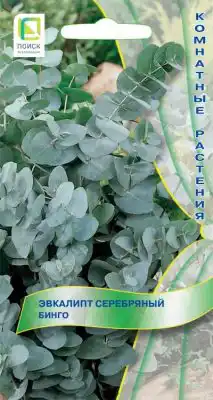 Эвкалипт серебряный «Бинго»