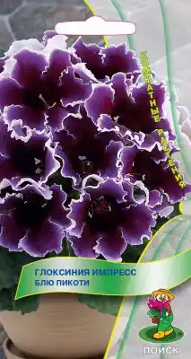 Глоксиния «Импресс Блю Пикоти»