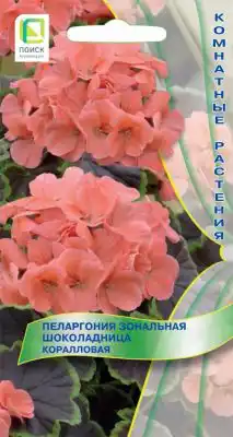 Пеларгония зональная «Шоколадница Коралловая»