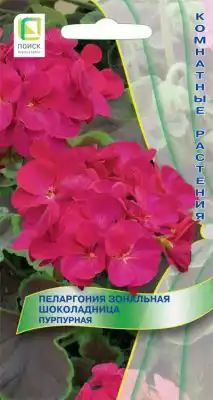 Пеларгония зональная «Шоколадница Пурпурная»