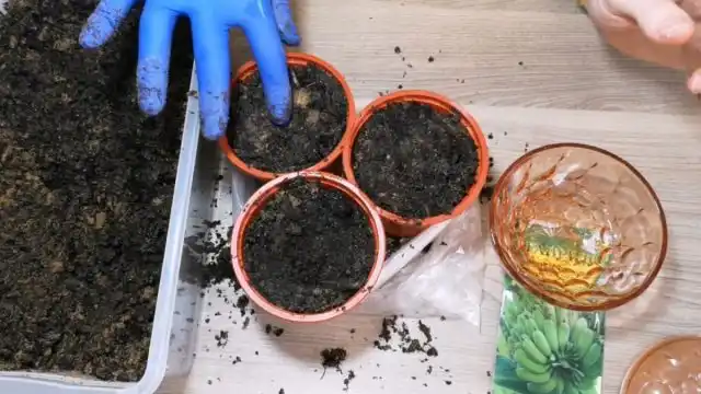 Приступаем к посадке семян декоративных бананов