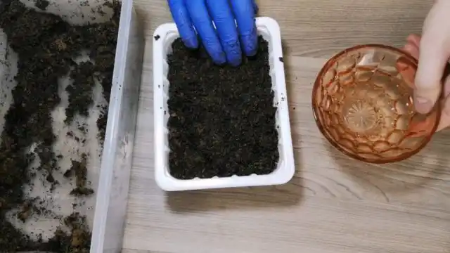 Высаживаем семена, «добытые» из покупного банана