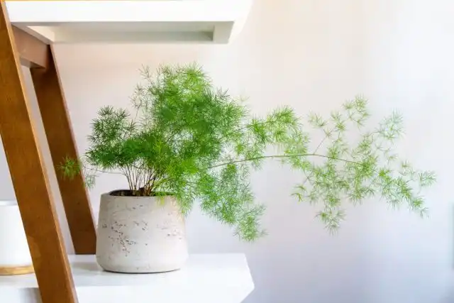 Идеальный вариант для аспарагуса сетацеуса — полутень, мягкий свет северных окон или середина комнат с южными окнами