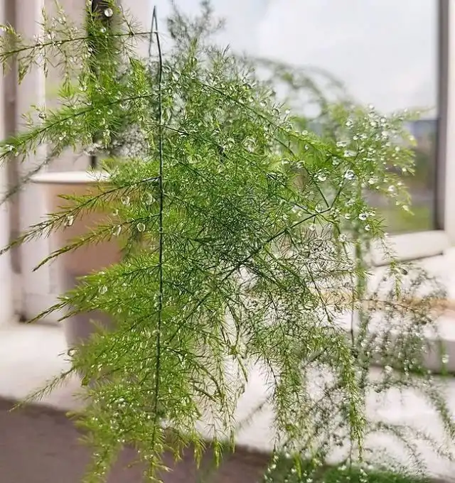 Для аспарагуса сетацеуса можно проводить частые опрыскивания