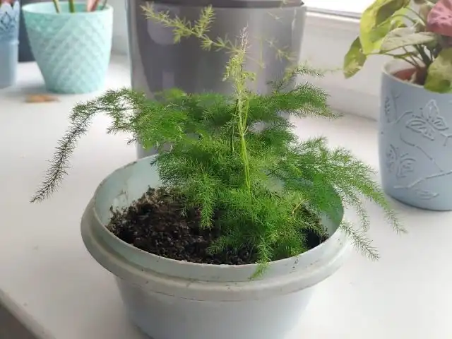 Аспарагус сетацеус можно делить и выращивать из семян