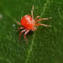 Фитосейулюс персимилис (Phytoseiulus persimilis)
