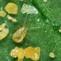 Амблисейулюс кукумерис (Amblyseius cucumeris)