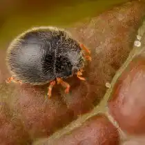 Стеторус пунктилиум (Stethorus punctillum)