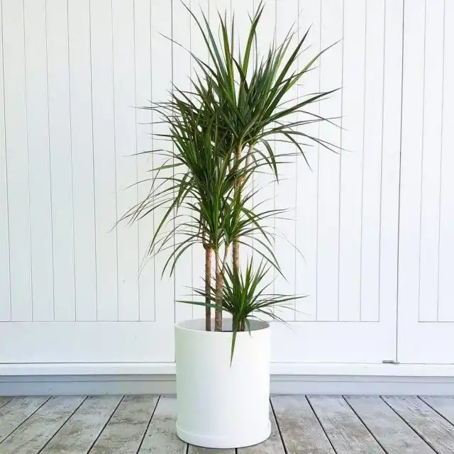 Драцена маргината, или окаймленная (Dracaena marginata)