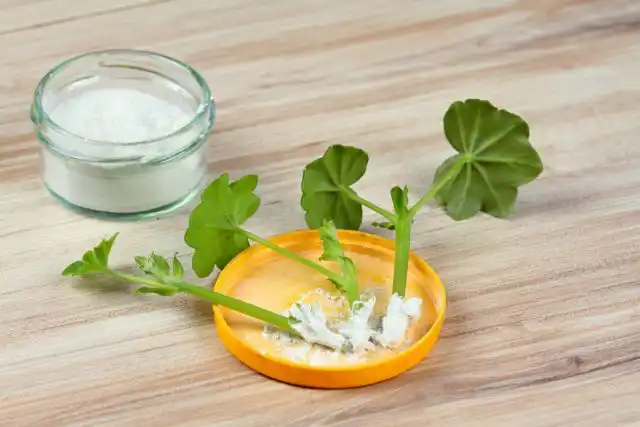 Укоренению можно «помочь», используя стимуляторы, но такая обработка именно для пеларгонии вовсе не обязательна