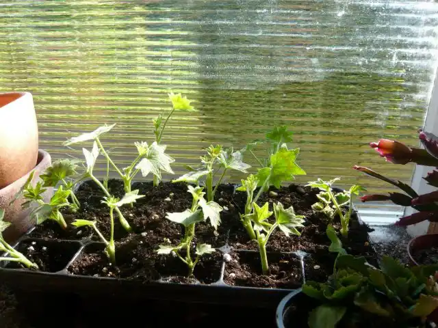 Нехватка освещения приведет лишь к потере посадочного материала пеларгонии