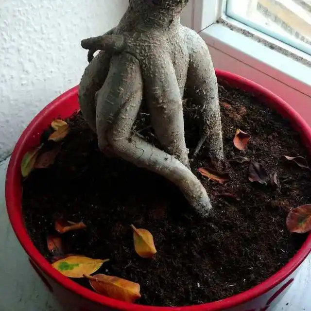 Фикус микрокарпа часто сбрасывает листья и выглядит почти безжизненно. но стоит дать растению время