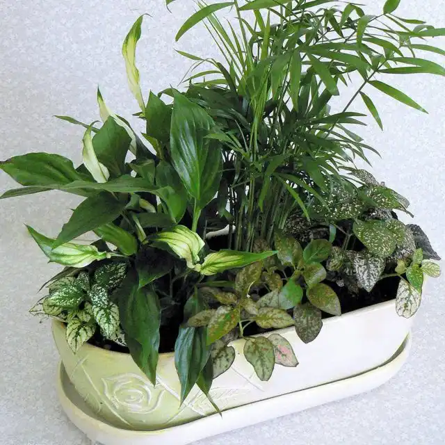 Композиция из декоративно-лиственных