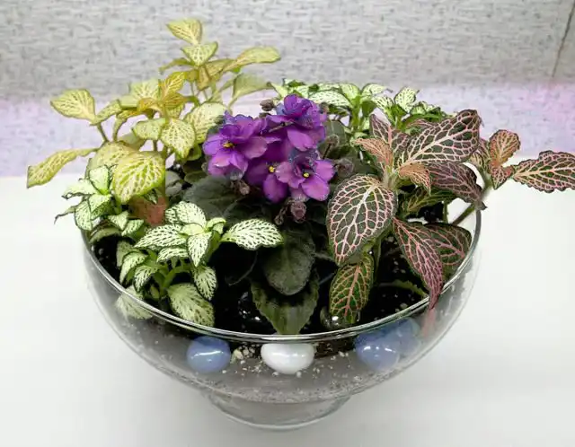 Композиция из фиалки и фиттонии