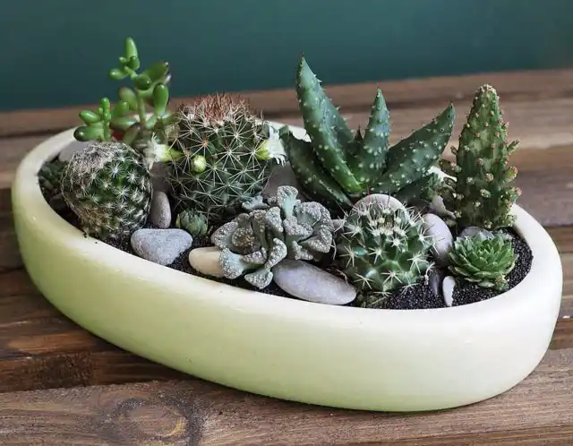 Композиция из суккулентов