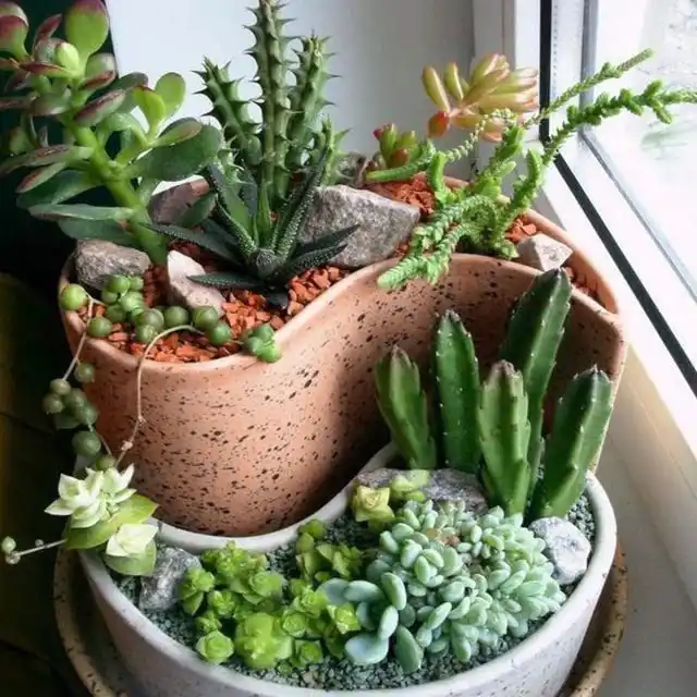 Многоуровневая композиция из суккулентов