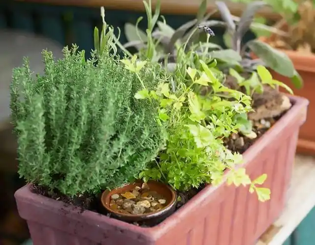 Пряные травы подоконнике