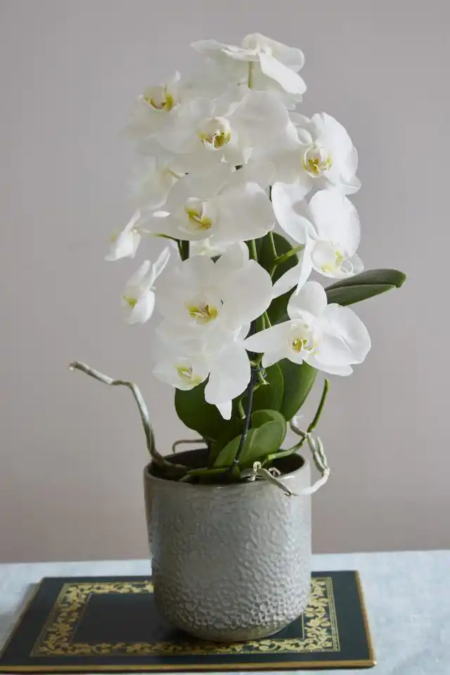 Фаленопсис (Phalaenopsis)
