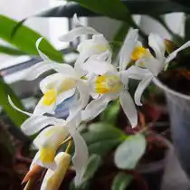 Целогины (Coelogyne)
