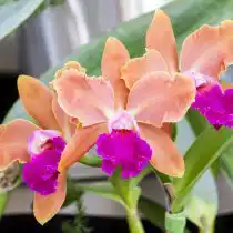 Каттлея (Cattleya)