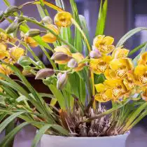 Цимбидиум (Cymbidium)