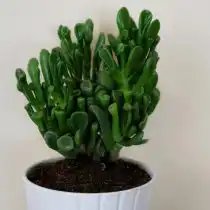 Толстянка овальная (Crassula ovata), сорт «Хоббит»
