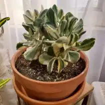 Толстянка овальная (Crassula ovata), сорт «Триколор»