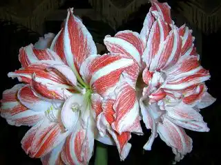 Гиппеаструм с пыльцой