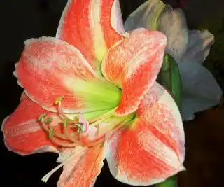 Незрелый пестик гиппеаструма