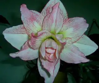 Это «папа» — тычинок образует мало