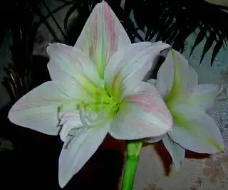 Это «ребёнок» — с намёком на махровость