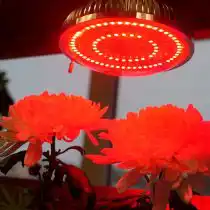 Фитосвет красный для созревания и цветения