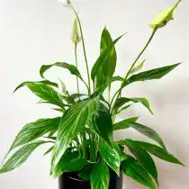 Спатифиллум ложковидный, или геликониелистный (Spathiphyllum cochlearispathum)