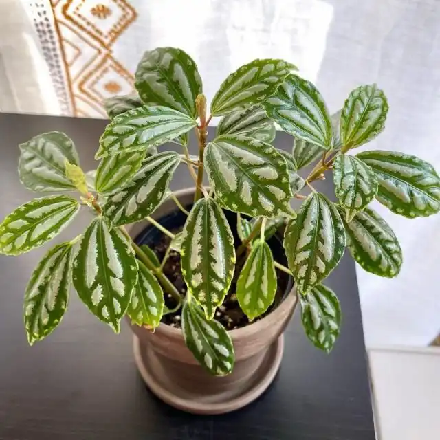 Пилея Кадье не выносит прямого солнца