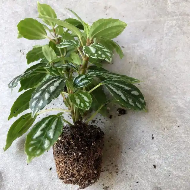 Для пилеи подойдет любой рыхлый и питательный субстрат с нейтральными показателями рН