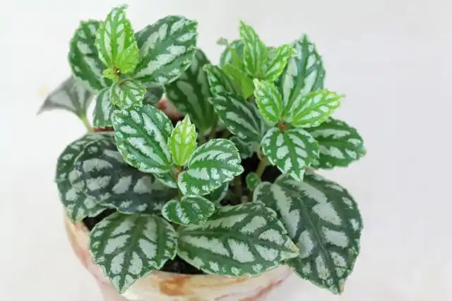 Пилея Кадье (Pilea cadierei) 