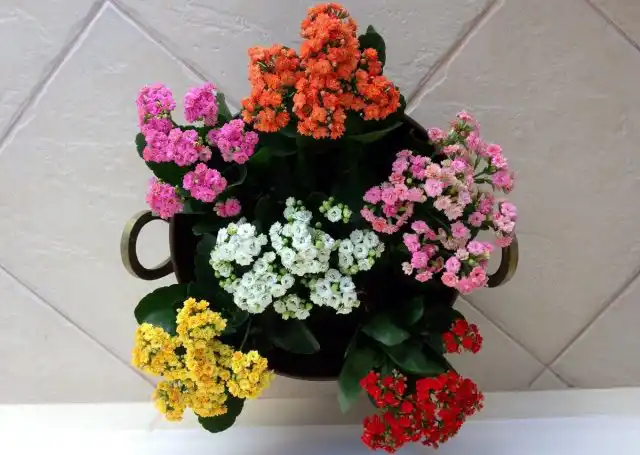 Каланхоэ «Каландива» (Kalanchoe 'Calandiva')
