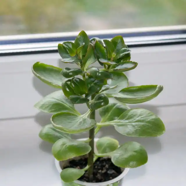 Вегетативное размножение — самый быстрый и надежный способ для каланхоэ «Каландива»