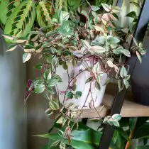 Традесканция приречная, или Флуминенсис (Tradescantia fluminensis), «Триколор» (Tricolor)