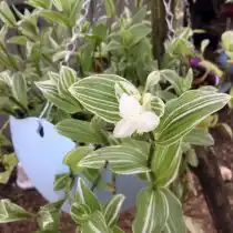 Традесканция приречная, или Флуминенсис (Tradescantia fluminensis), сорт «Альбовиттата» (Albovittata)