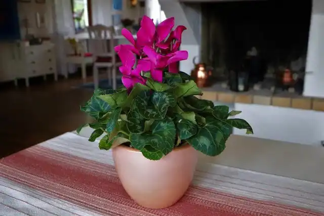 Цикламен персидский, Дряква, или Альпийская фиалка (Cyclamen persicum)