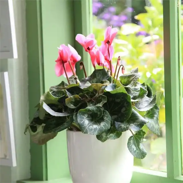 Пышно цвести цикламены смогут только на ярком освещении, но не под прямым солнцем