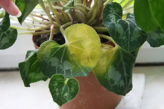 Пожелтение листвы цикламена часто указывает на недостаточное освещение