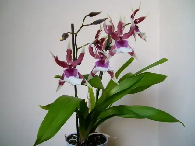 Камбрия (x Cambria)
