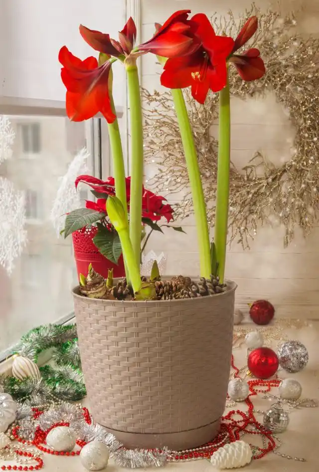 Гиппеаструм (Hippeastrum)