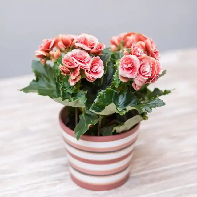 Бегония группы Элатиор (Begonia elatior)