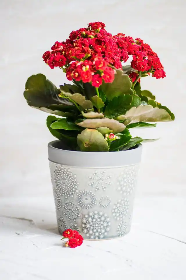 Каланхоэ Блоссфельда (Kalanchoe blossfeldiana)