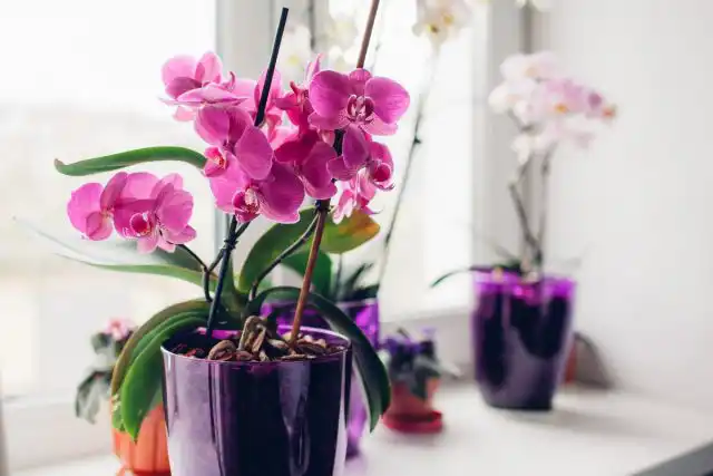 Фалинопсис (Phalaenopsis)