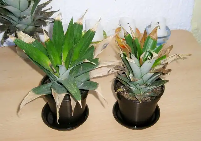 При признаках того, что ананас заболел, стоит в первую очередь заподозрить вред от щитовок