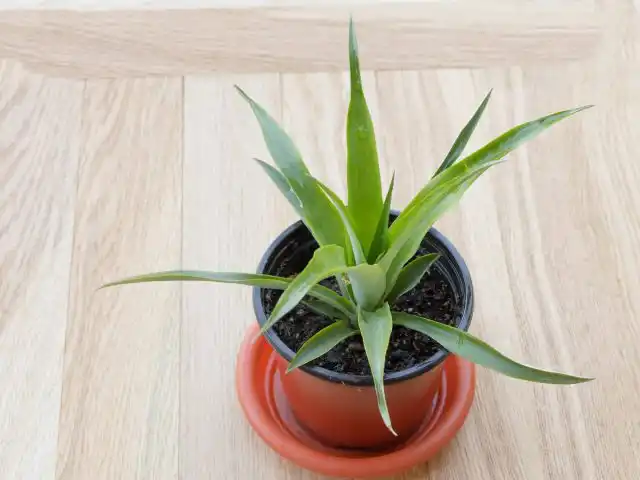 Ананасы болезненно реагируют на переувлажнение почвы